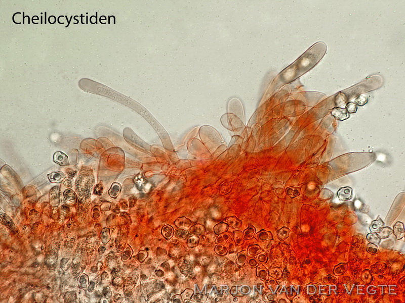 Geelplaatstaalsteeltje - Entoloma xanthochroum